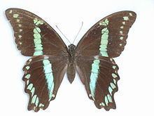 Papilio oribazus httpsuploadwikimediaorgwikipediacommonsthu