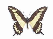 Papilio ornythion httpsuploadwikimediaorgwikipediacommonsthu