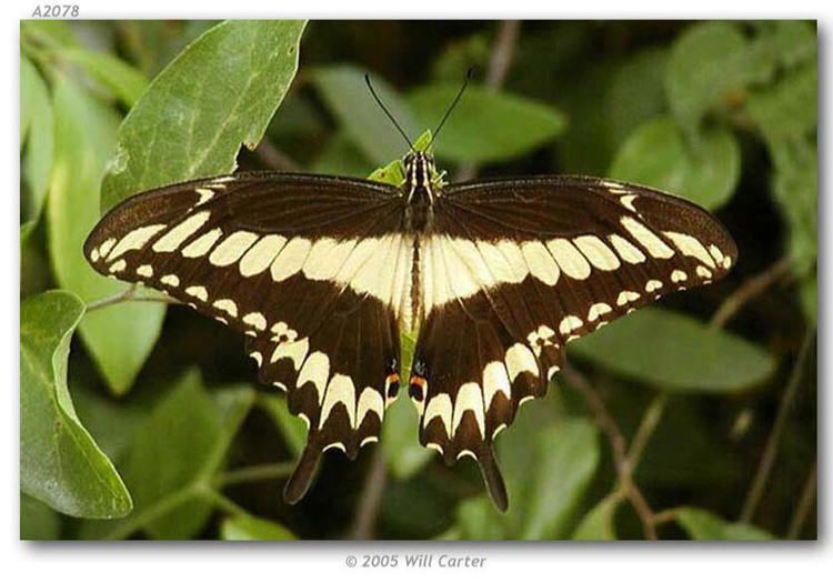 Papilio ornythion Papilio ornythion Typical segregate live adults page 1