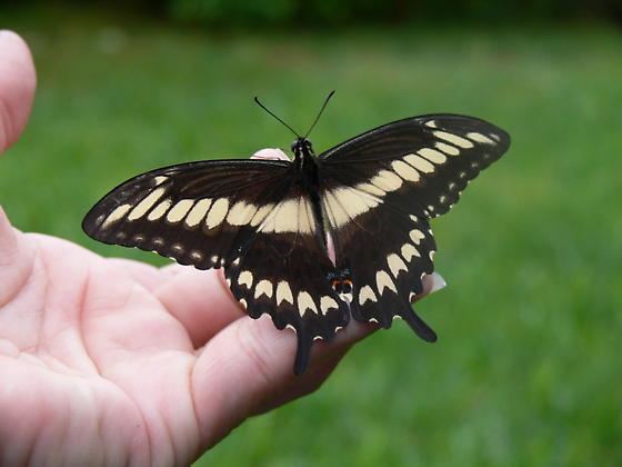 Papilio ornythion Ornythion Swallowtail Papilio ornythion BugGuideNet
