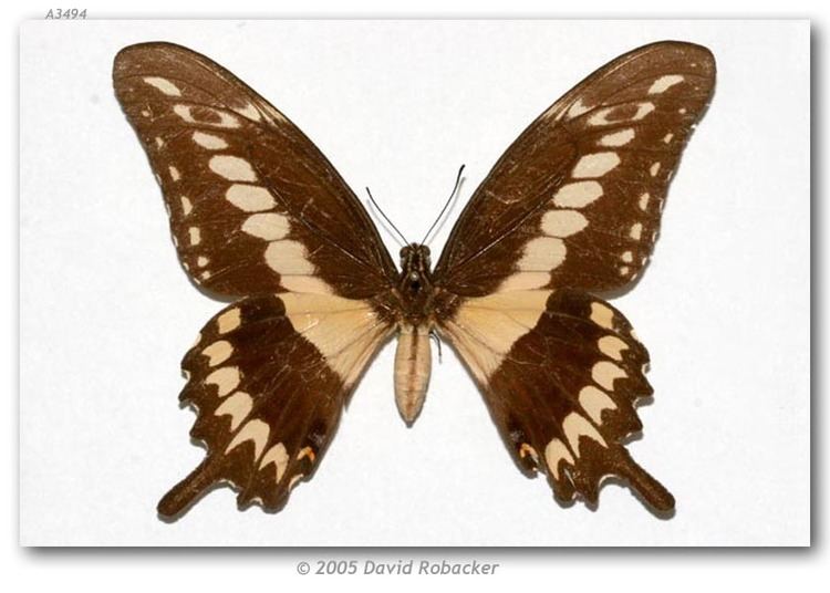 Papilio ornythion Papilio ornythion Typical segregate pinned specimens