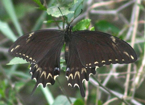 Papilio ornythion Ornythion Swallowtail Papilio ornythion BugGuideNet
