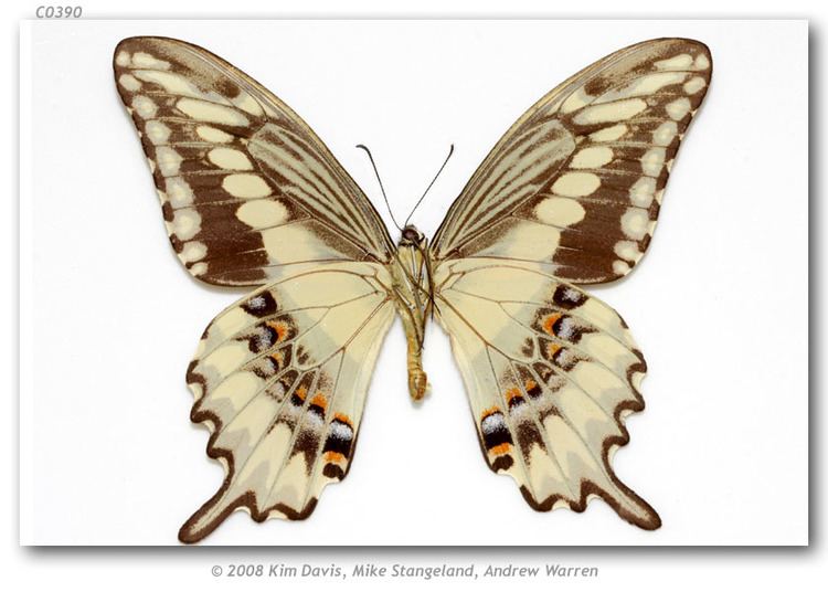 Papilio ornythion Papilio ornythion Typical segregate pinned specimens