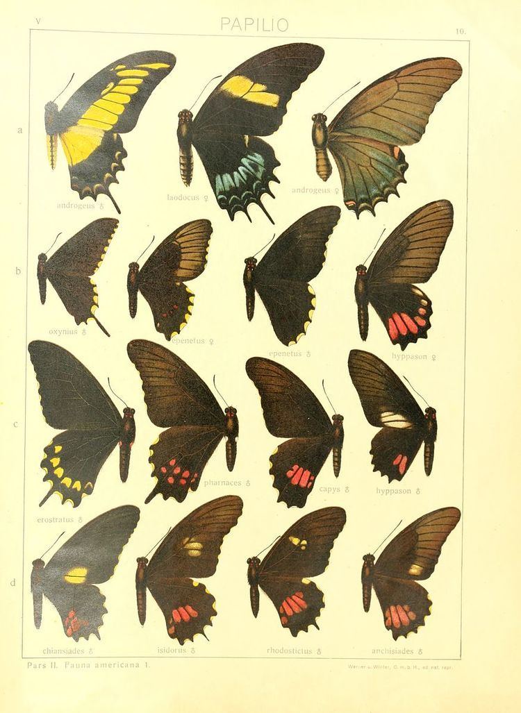 Papilio oxynius