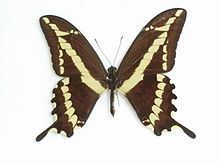 Papilio paeon httpsuploadwikimediaorgwikipediacommonsthu