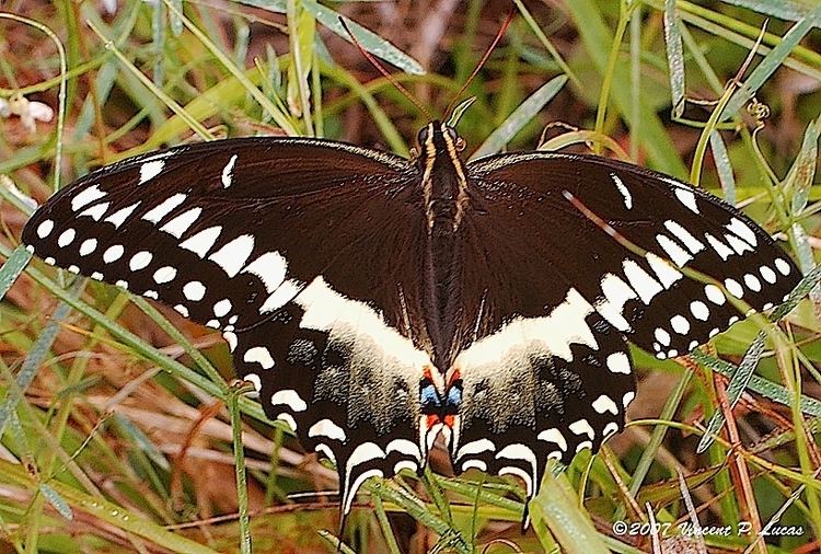 Papilio palamedes Papilio palamedes Wikipedia
