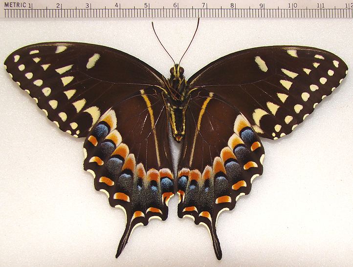Papilio palamedes wwwdallasbutterfliescomButterfliespicspalamed