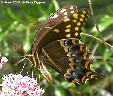 Papilio palamedes Swallowtail Papilio palamedes