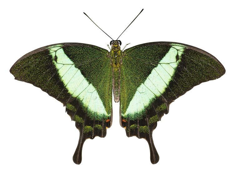 Papilio palinurus FilePapilio palinurus 1jpg Wikimedia Commons