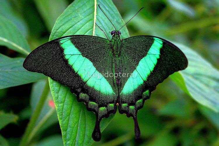 Papilio palinurus Emerald Swallowtail Papilio palinurusquot by Lepidoptera Redbubble