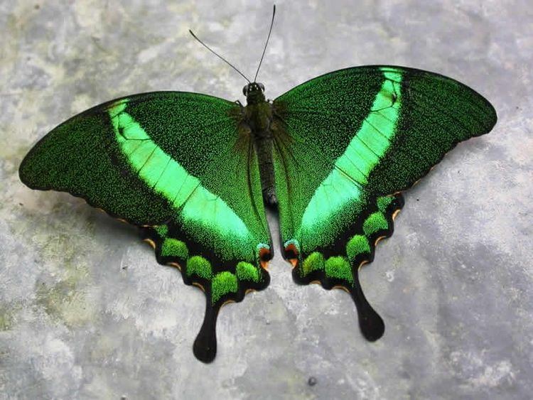 Papilio palinurus Papilio palinurus common name Emerald Swallowtail Emerald Peacock