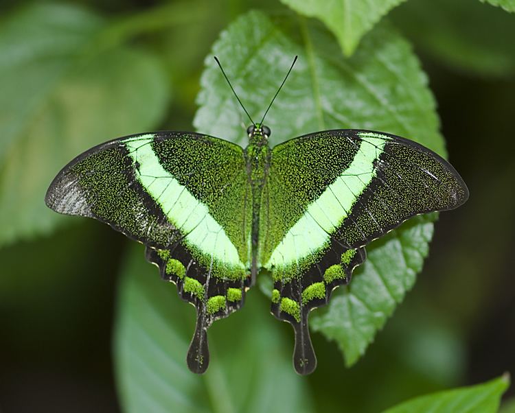 Papilio palinurus httpsuploadwikimediaorgwikipediacommons99