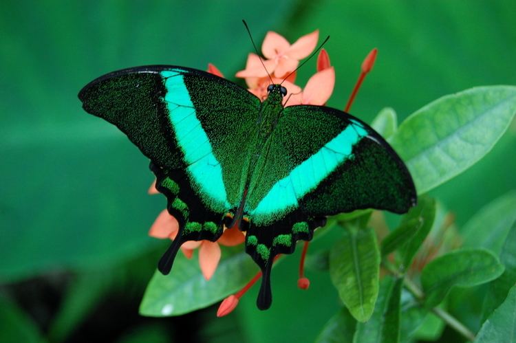 Papilio palinurus FilePapilio palinurusgwzjpg Wikimedia Commons