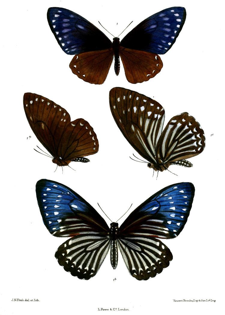 Papilio paradoxa Papilio paradoxa Wikiwand