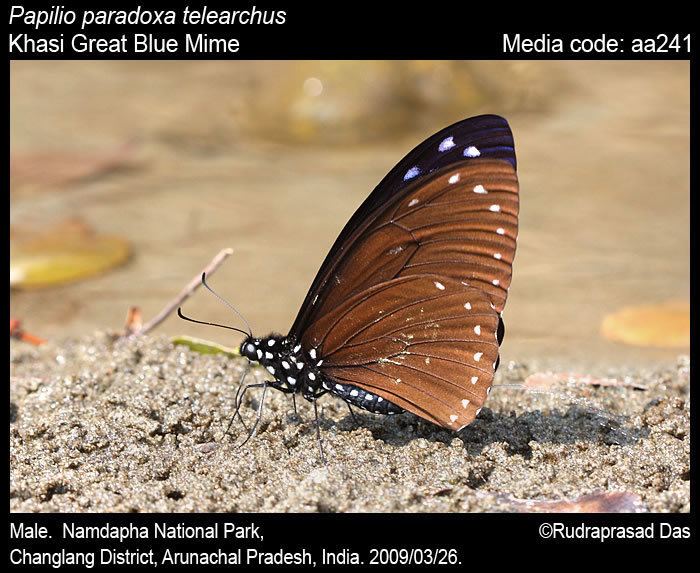 Papilio paradoxa Papilio paradoxa Great Blue Mime Butterflies of India