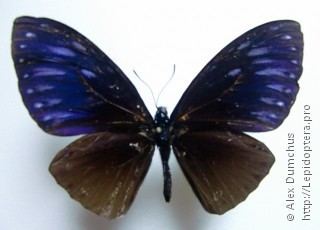 Papilio paradoxa Papilio paradoxa