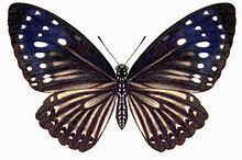 Papilio paradoxa Papilio paradoxa Wikipedia