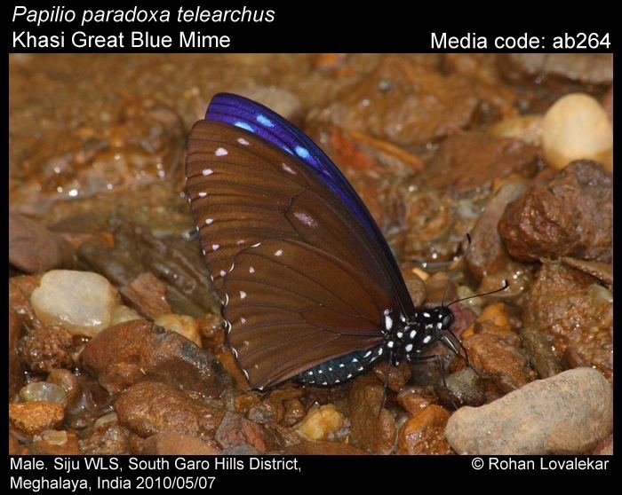 Papilio paradoxa wwwifoundbutterfliesorgmediaimagesPapilioPara