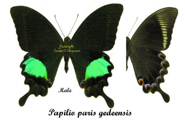 Papilio paris Papilio paris gedeensis