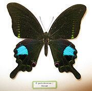 Papilio paris httpsuploadwikimediaorgwikipediacommonsthu