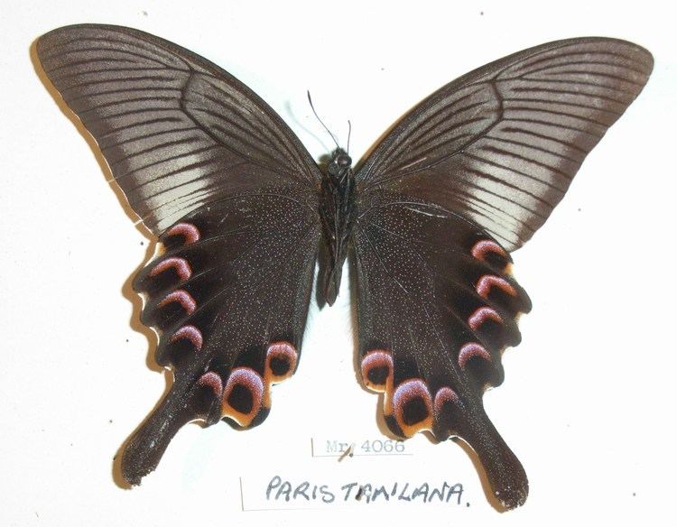Papilio paris Papilio paris Linnaeus 1758 Checklist View