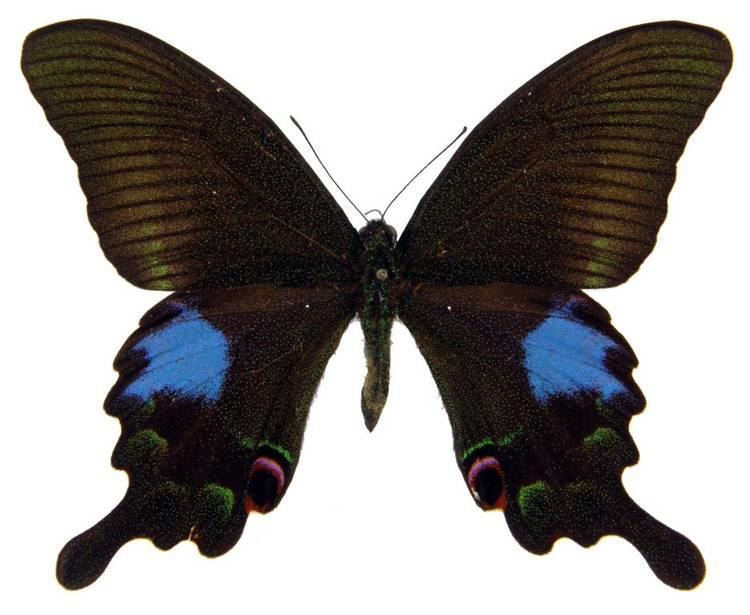 Papilio paris ButterflyCornernet Papilio paris Paris Peacock Voilier lustr