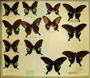 Papilio paris Papilio paris Wikipedia