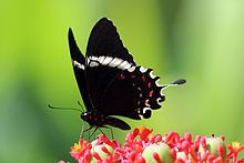 Papilio pelaus httpsuploadwikimediaorgwikipediacommonsthu