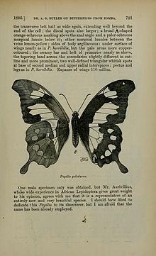 Papilio pelodurus httpsuploadwikimediaorgwikipediacommonsthu