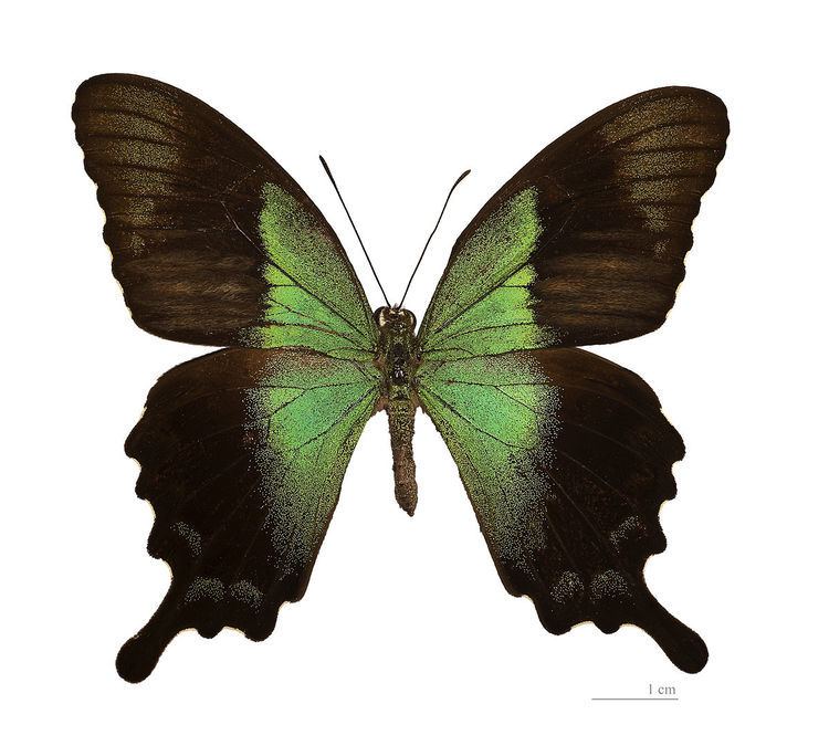 Papilio peranthus Papilio peranthus Wikipedia