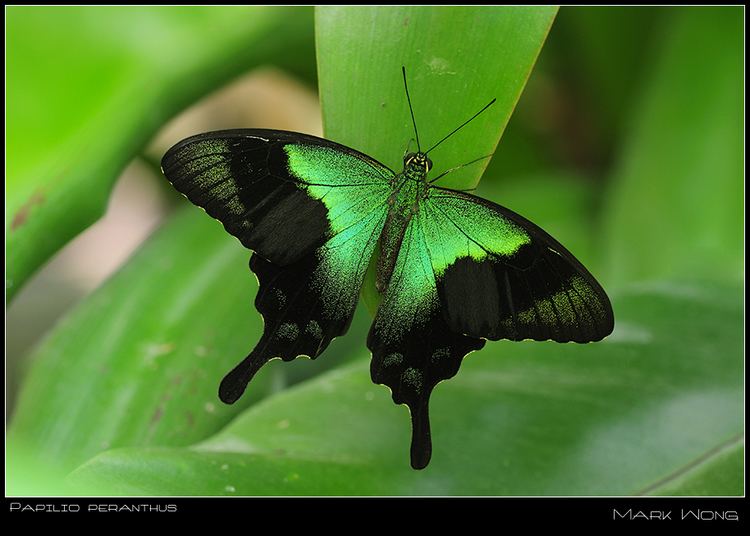 Papilio peranthus Papilio peranthus II by log1t3ch on DeviantArt