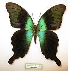 Papilio peranthus httpsuploadwikimediaorgwikipediacommonsthu