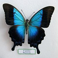 Papilio pericles httpsuploadwikimediaorgwikipediacommonsthu