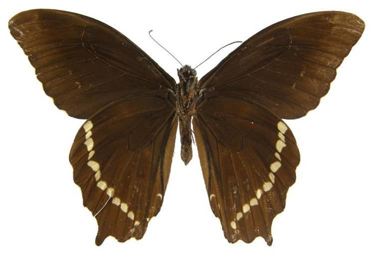 Papilio phorbanta ButterflyCornernet Papilio phorbanta Papillon La Pature
