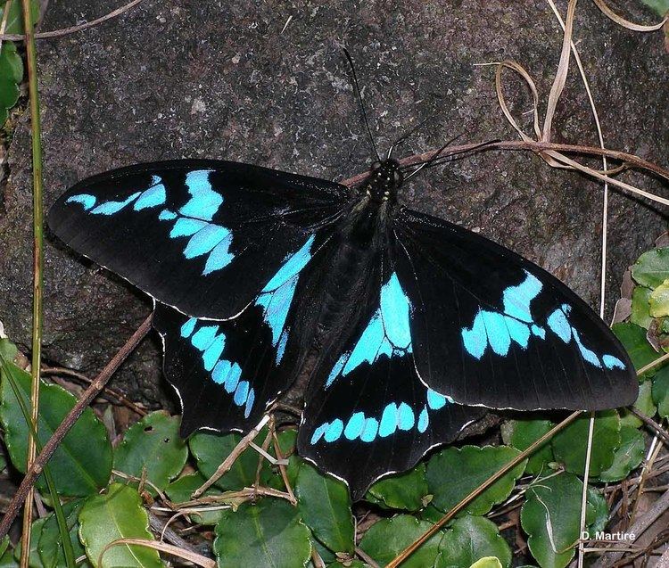 Papilio phorbanta Papilio phorbanta Linnaeus 1771 Papillon la Pture Overview