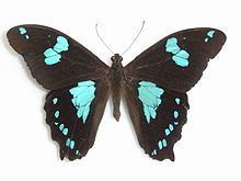 Papilio phorbanta httpsuploadwikimediaorgwikipediacommonsthu