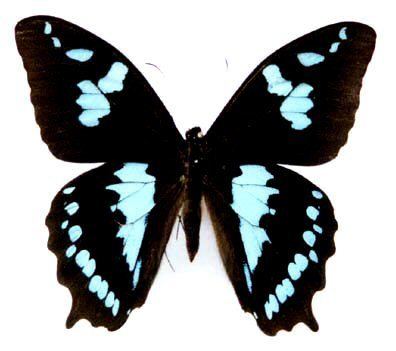 Papilio phorbanta Pphorbanta