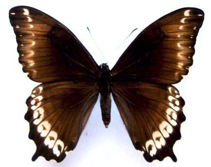 Papilio phorbanta Pphorbanta