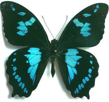 Papilio phorbanta The Insect Collector