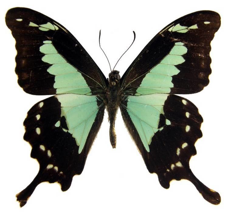 Papilio phorcas ButterflyCornernet Papilio phorcas Green Banded Swallowtail