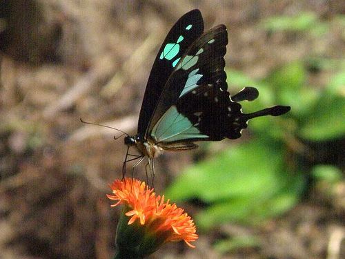 Papilio phorcas Applegreen Swallowtail Papilio phorcas iNaturalistorg