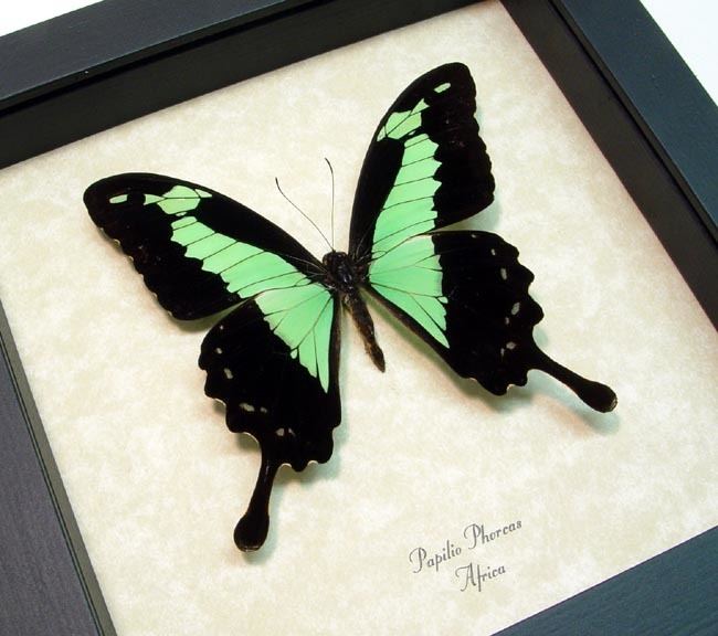 Papilio phorcas Papilio phorcas Applegreen Swallowtail Butterfly Real Butterfly