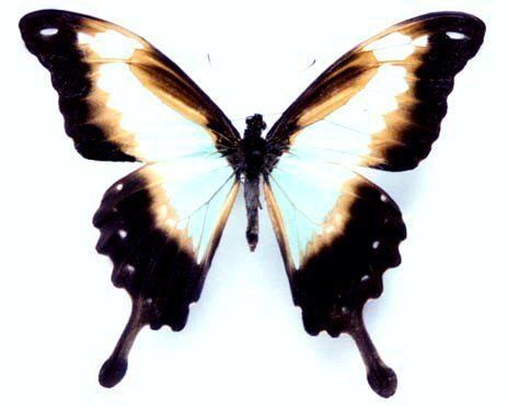 Papilio phorcas Pphorcas