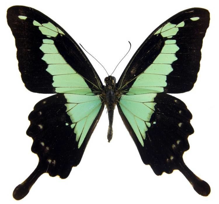 Papilio phorcas enbutterflycornernetfileadminprocessed28c