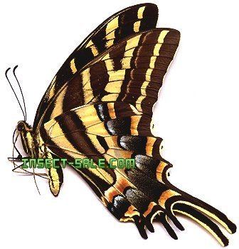 Papilio pilumnus InsectSalecom Papilio pilumnus Papiliopilumnusjpg