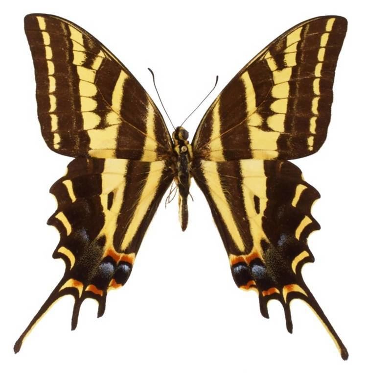 Papilio pilumnus ButterflyCornernet Papilio pilumnus Threetailed Tiger