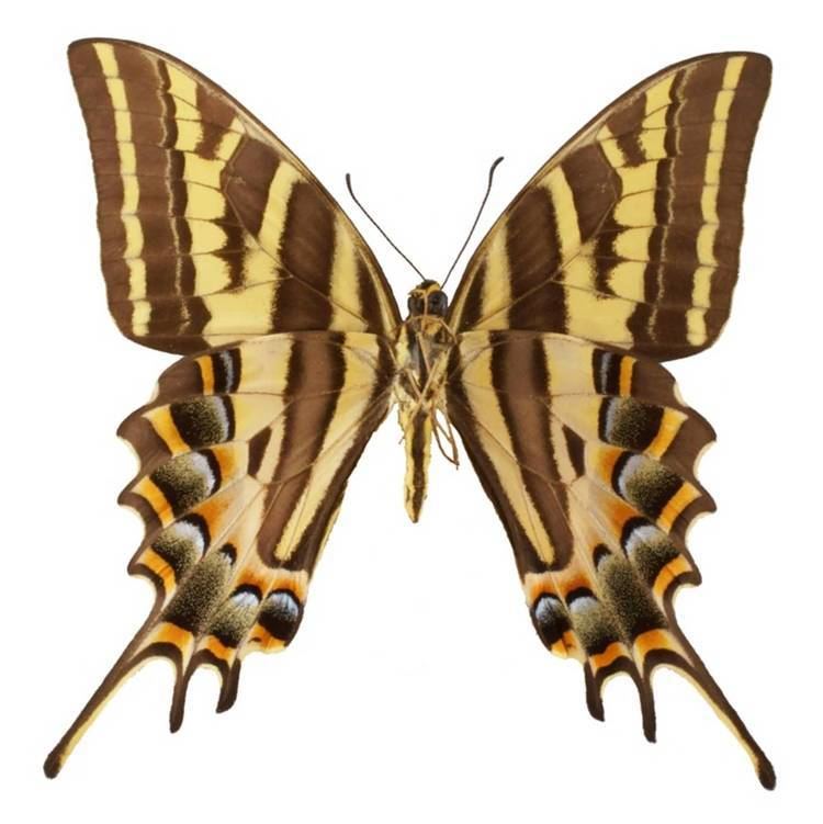 Papilio pilumnus ButterflyCornernet Papilio pilumnus Threetailed Tiger