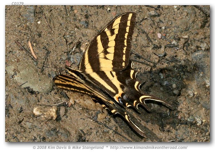 Papilio pilumnus Papilio pilumnus Threetailed Tiger Swallowtail