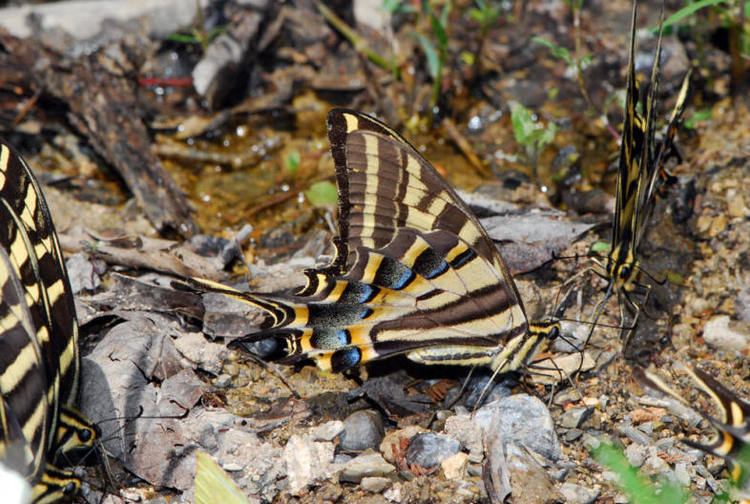 Papilio pilumnus Threetailed Tiger Swallowtail Papilio pilumnus