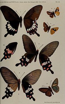 Papilio pitmani httpsuploadwikimediaorgwikipediacommonsthu